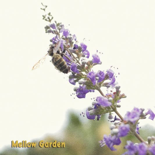 Mellow Garden (Music Download)